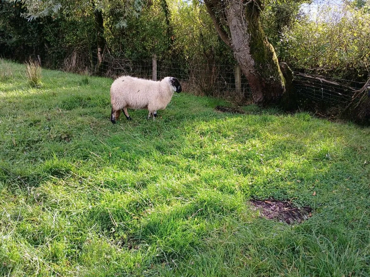 3 lambs - Image 2