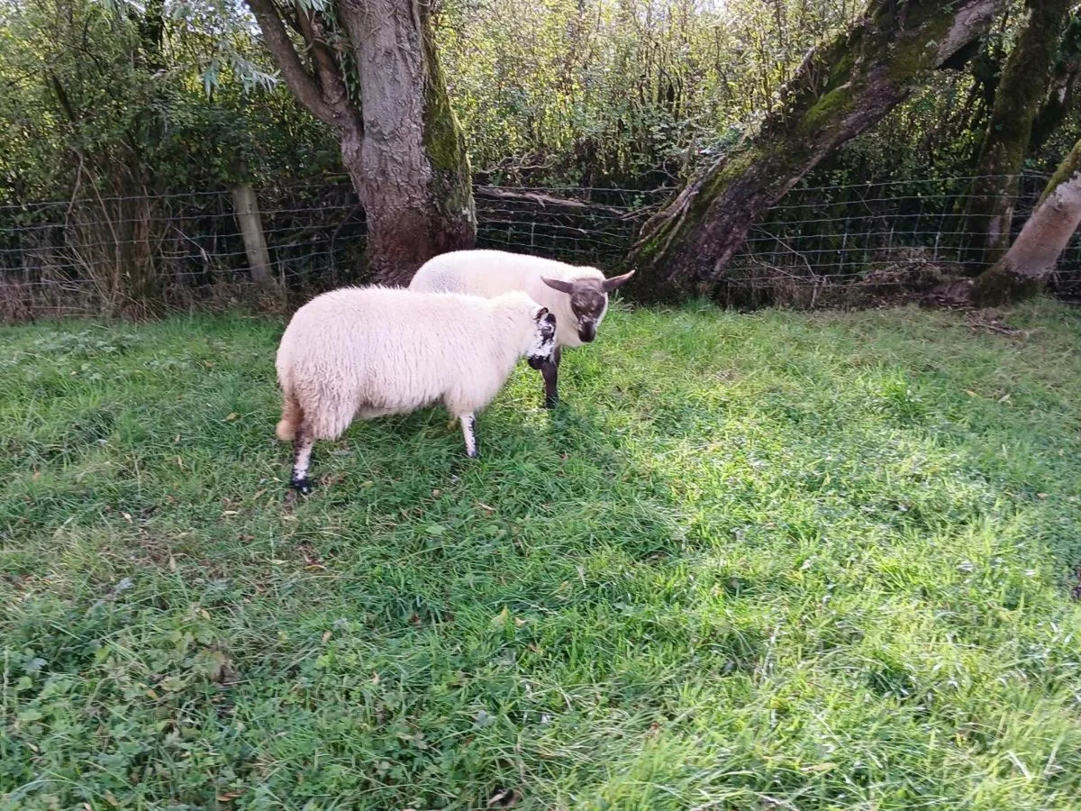 3 lambs - Image 3