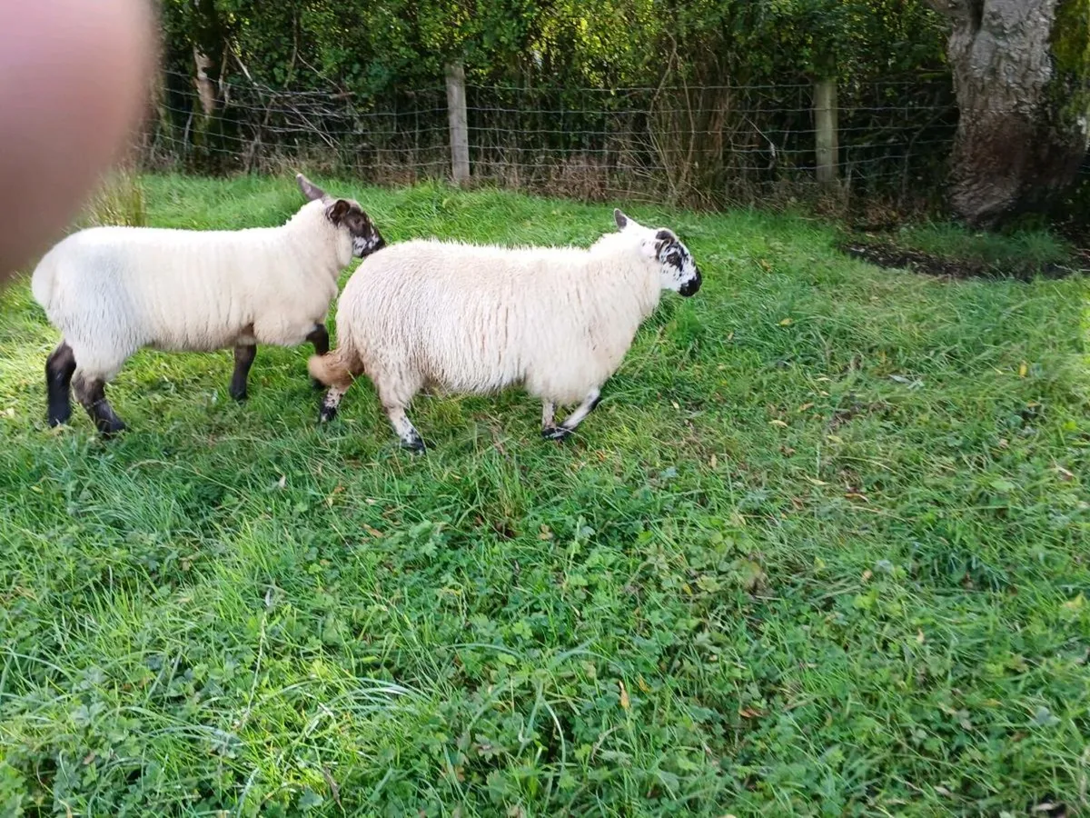 3 lambs - Image 4