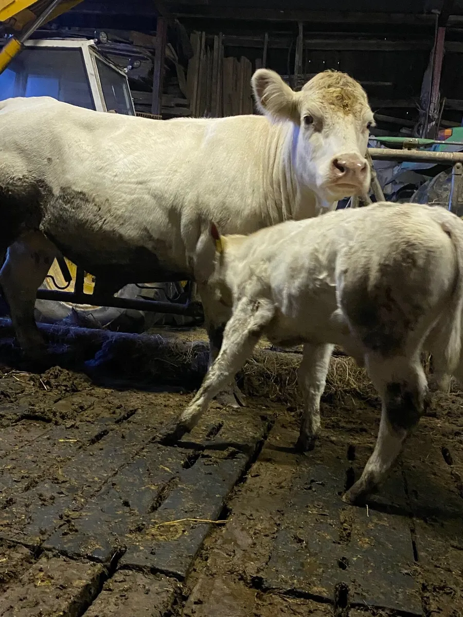 Purebred Charolais cow&calf - Image 2