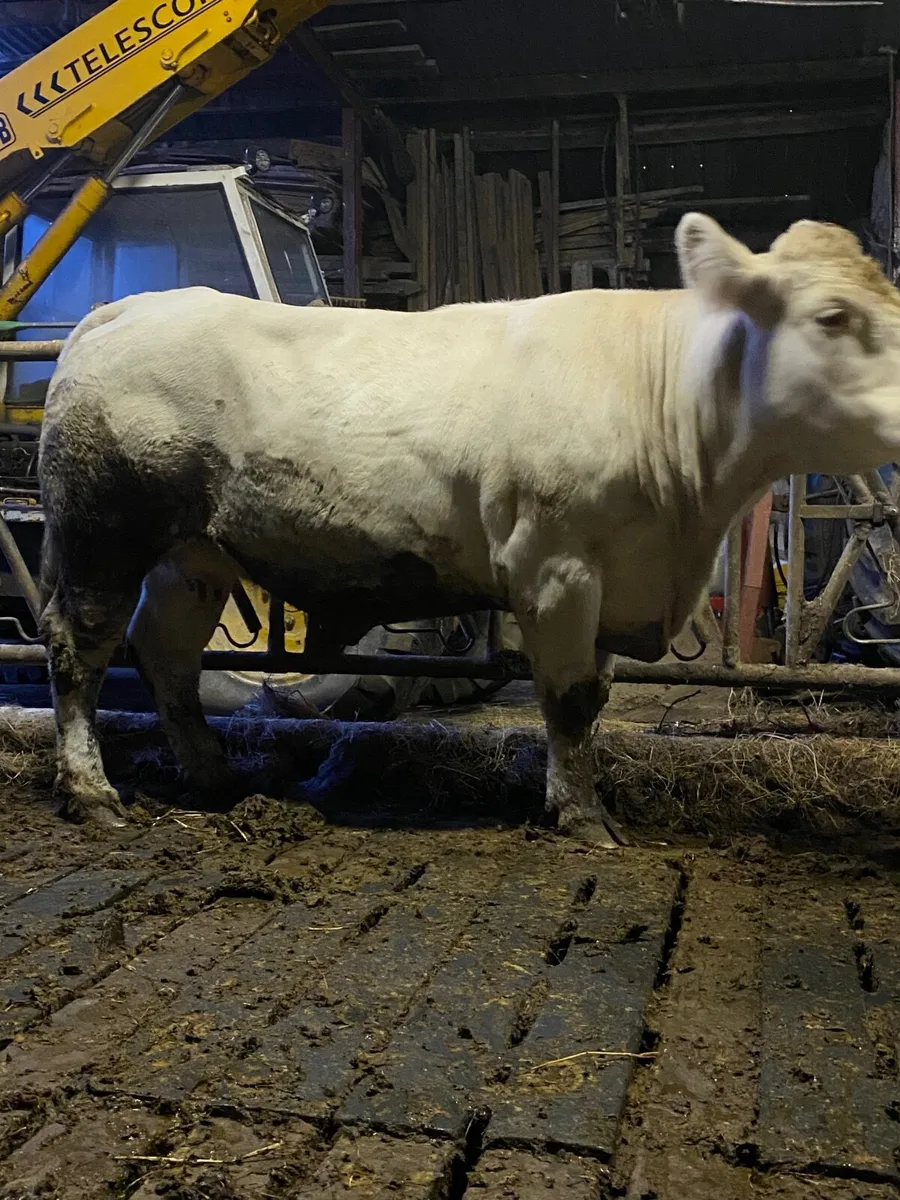 Purebred Charolais cow&calf - Image 3