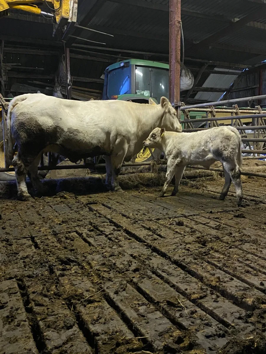 Purebred Charolais cow&calf - Image 1