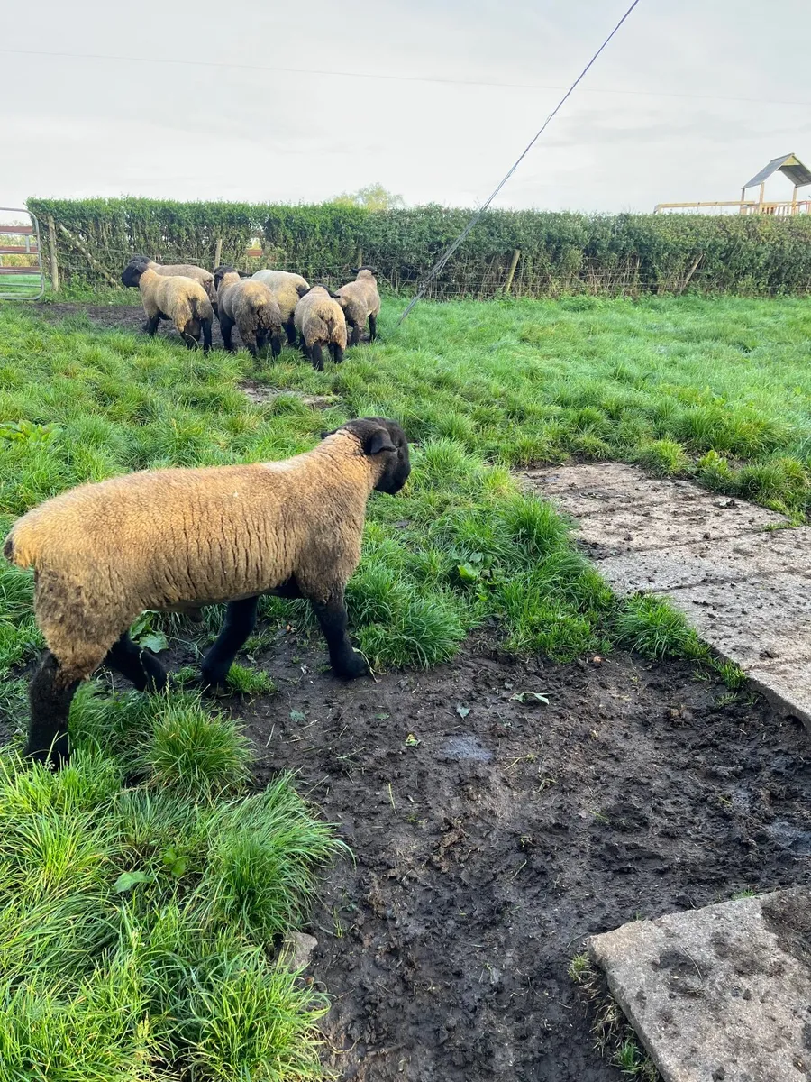 Top class pedigree Suffolk ram lambs for sale - Image 2
