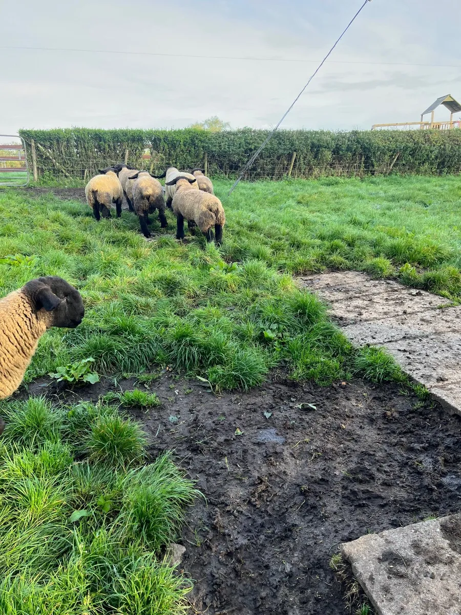 Top class pedigree Suffolk ram lambs for sale - Image 3
