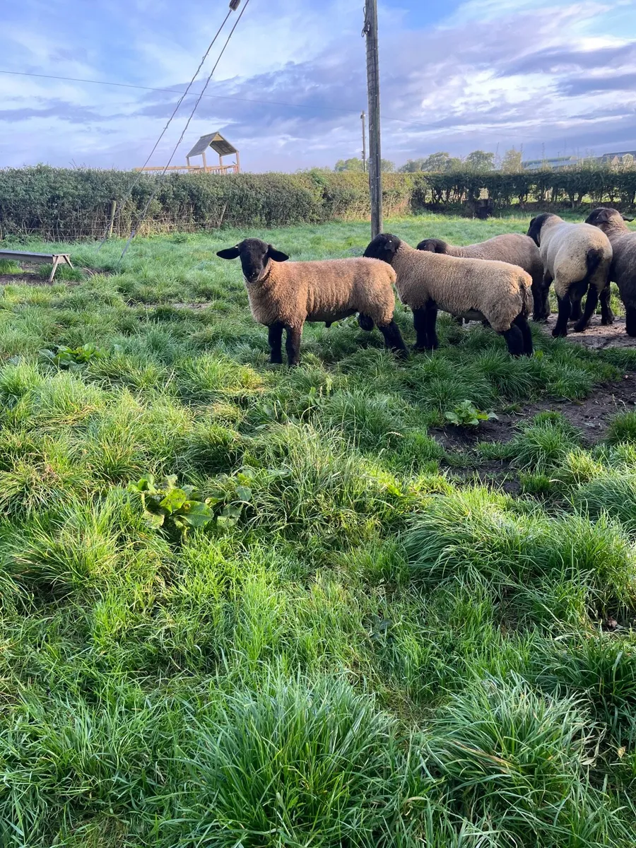 Top class pedigree Suffolk ram lambs for sale - Image 4