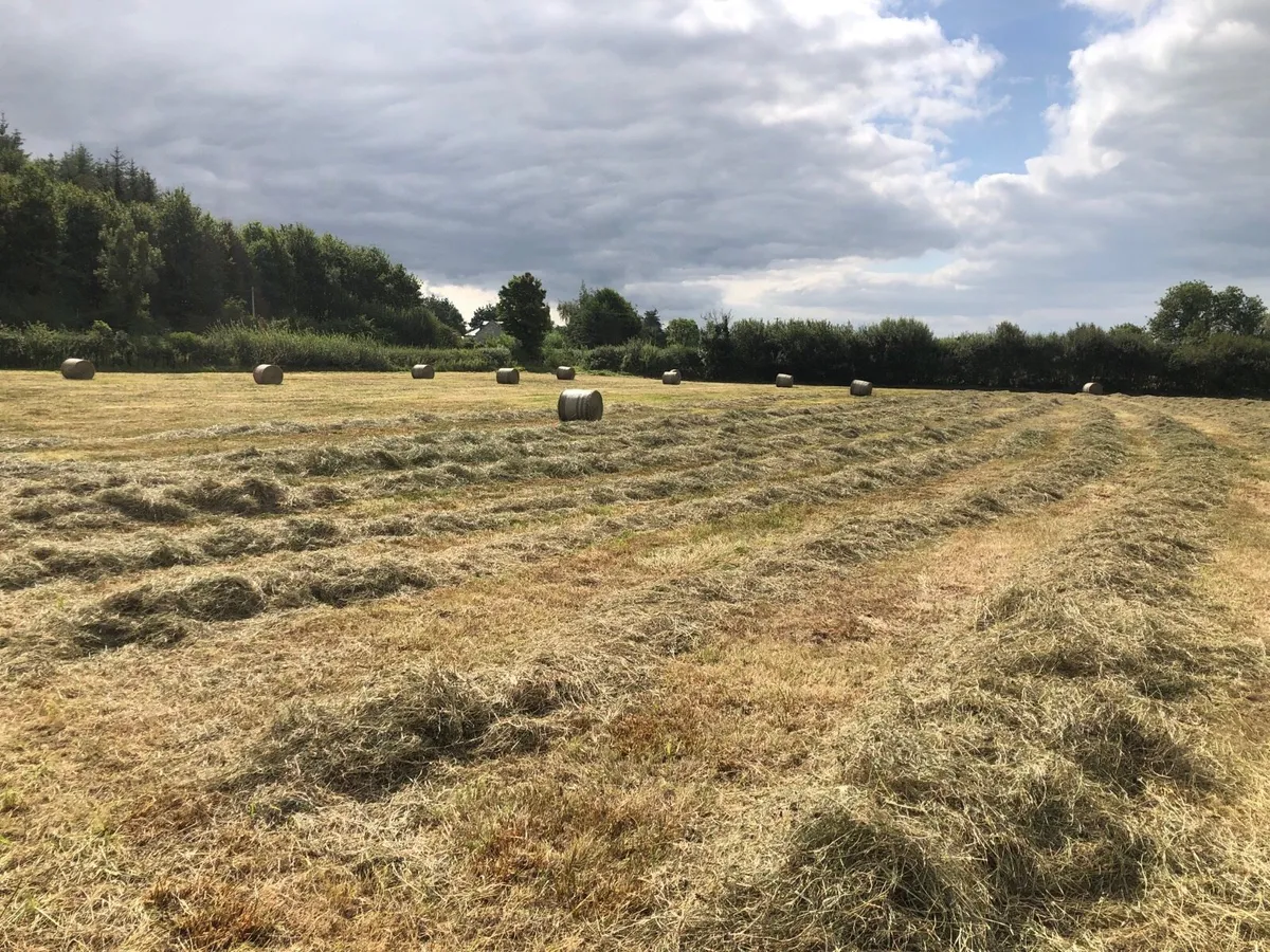 Organic hay - Image 1