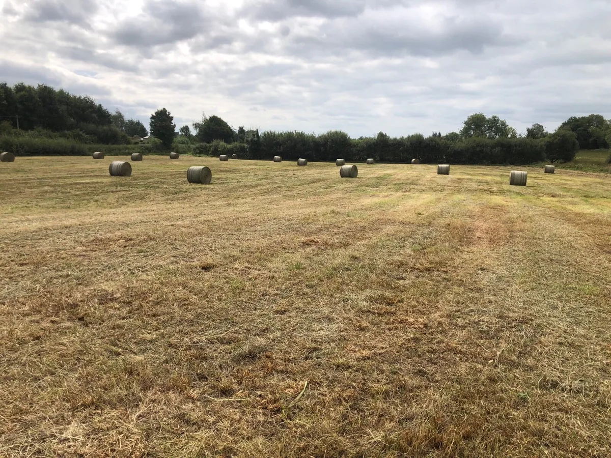 Organic hay - Image 2
