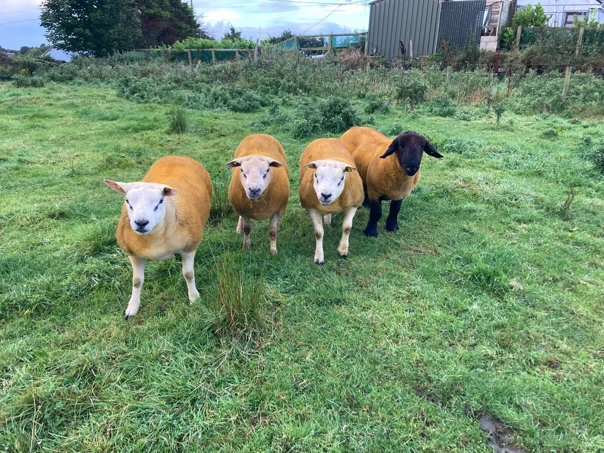 Rams @Ballina 5th Sept. - Image 1