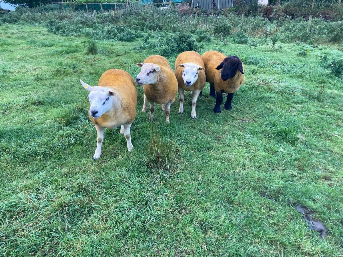 Rams @Ballina 5th Sept. - Image 2