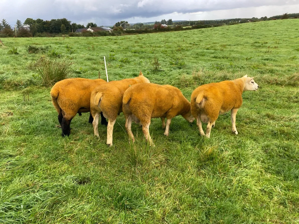 Rams @Ballina 5th Sept. - Image 3
