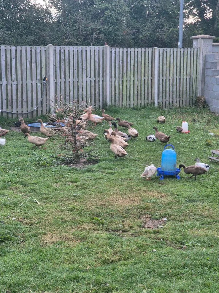 Ducks - Image 1