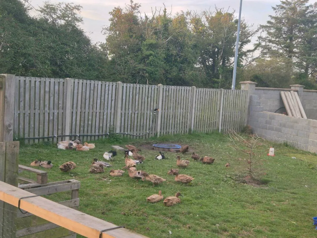 Ducks - Image 2