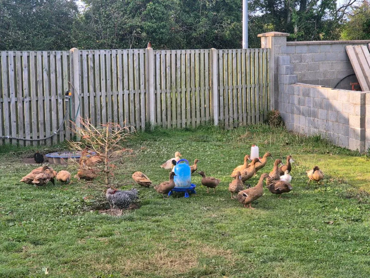 Ducks - Image 3