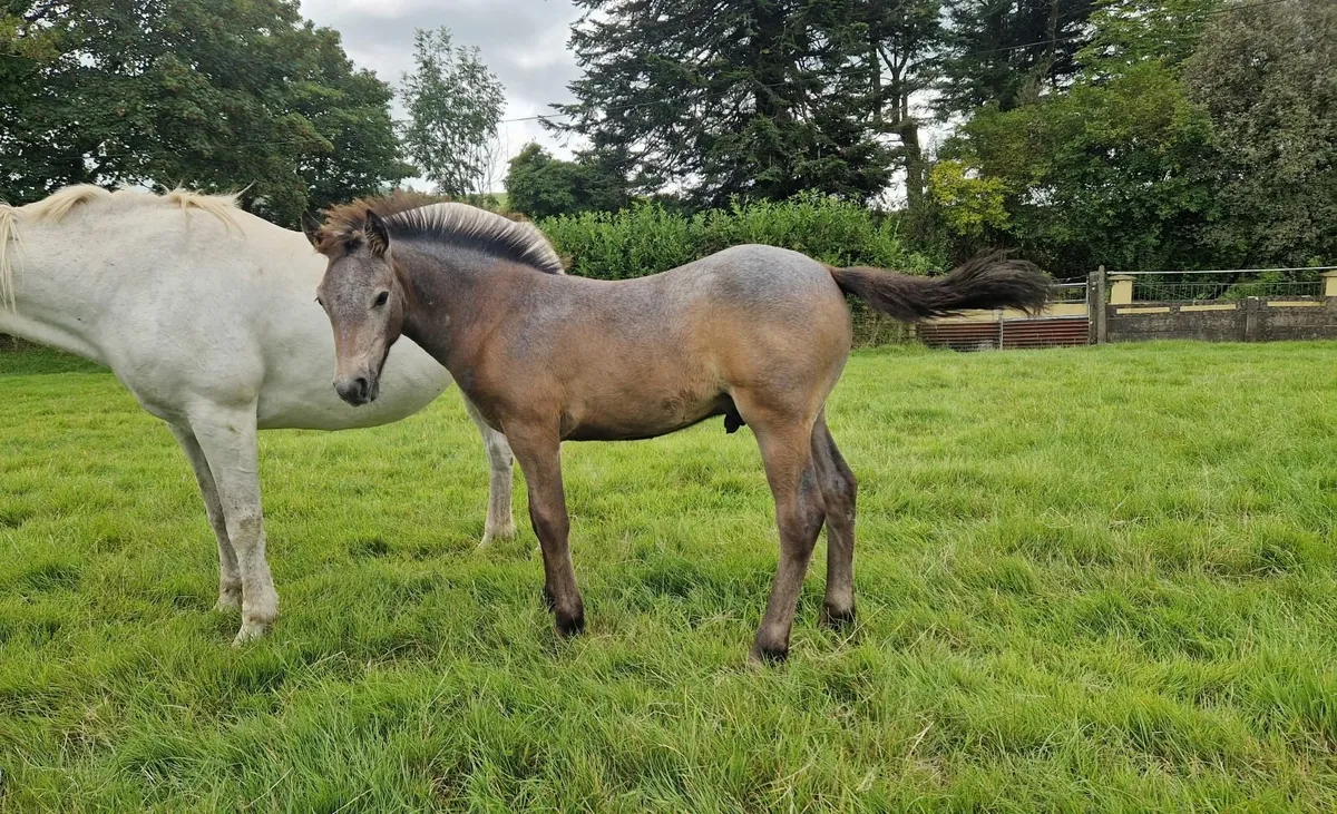Connemara Colt foal - Image 2
