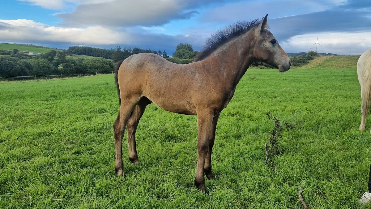 Connemara Colt foal - Image 1
