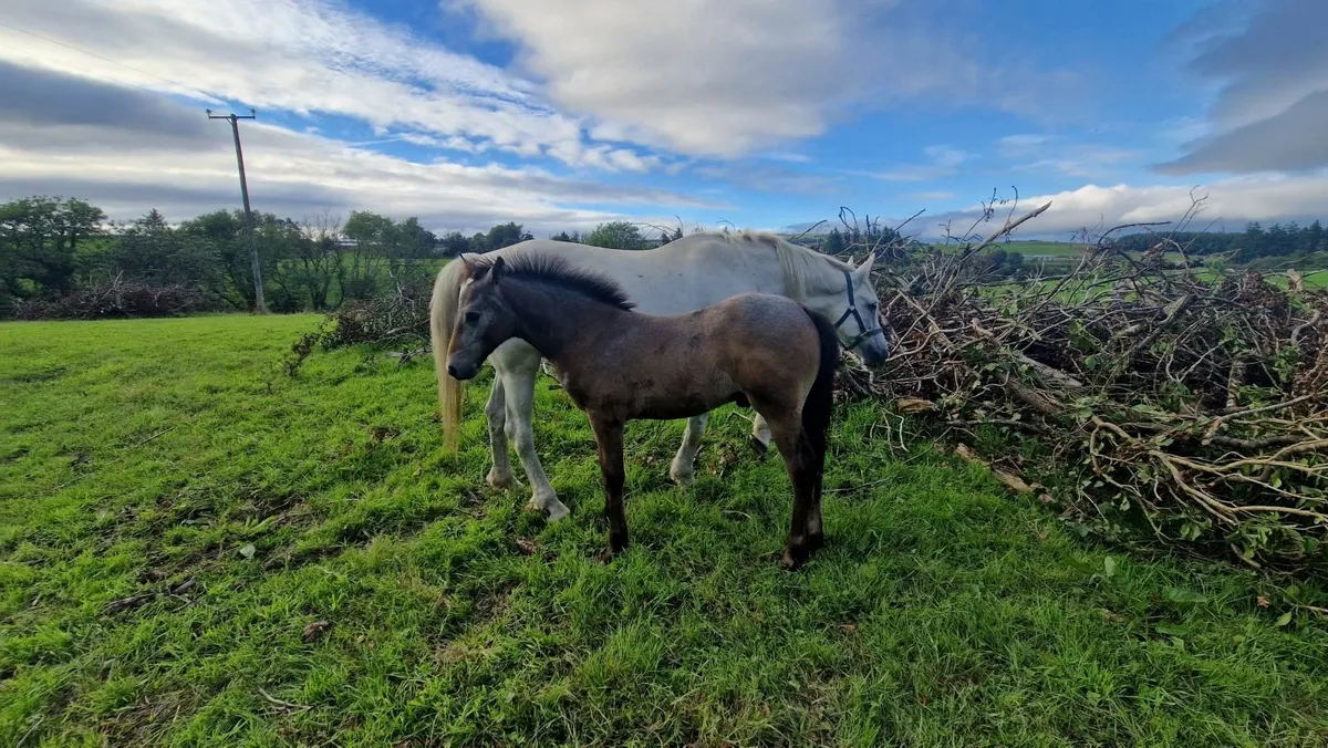 Connemara Colt foal - Image 3