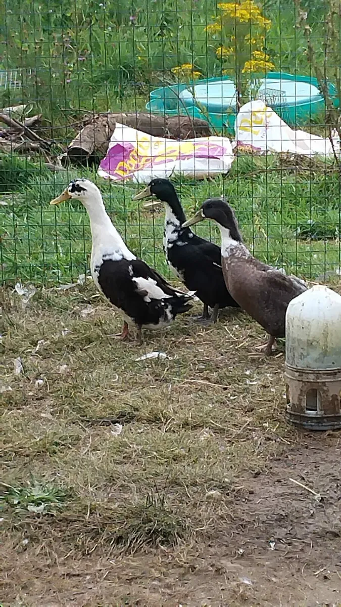 Ducks - Image 4