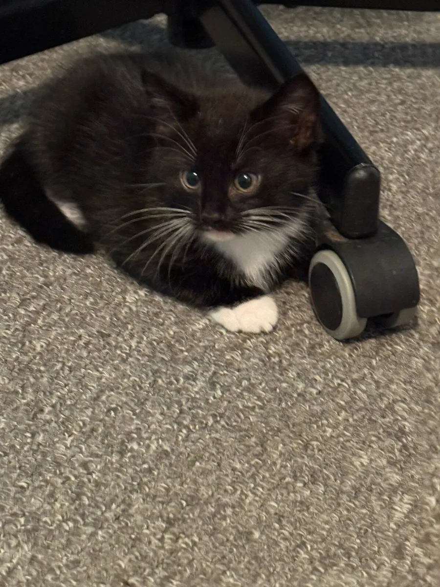 Kittens - Image 1
