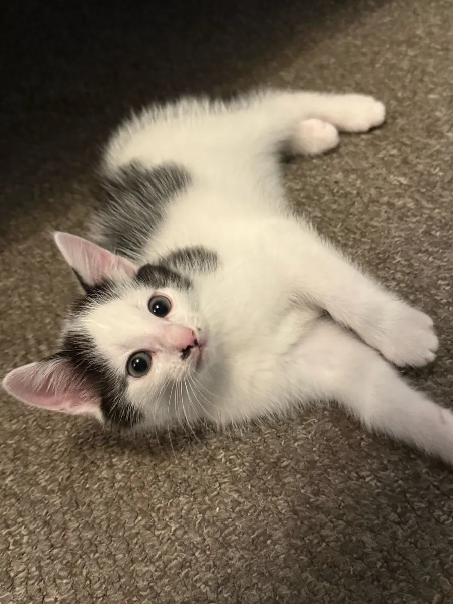 Kittens - Image 2