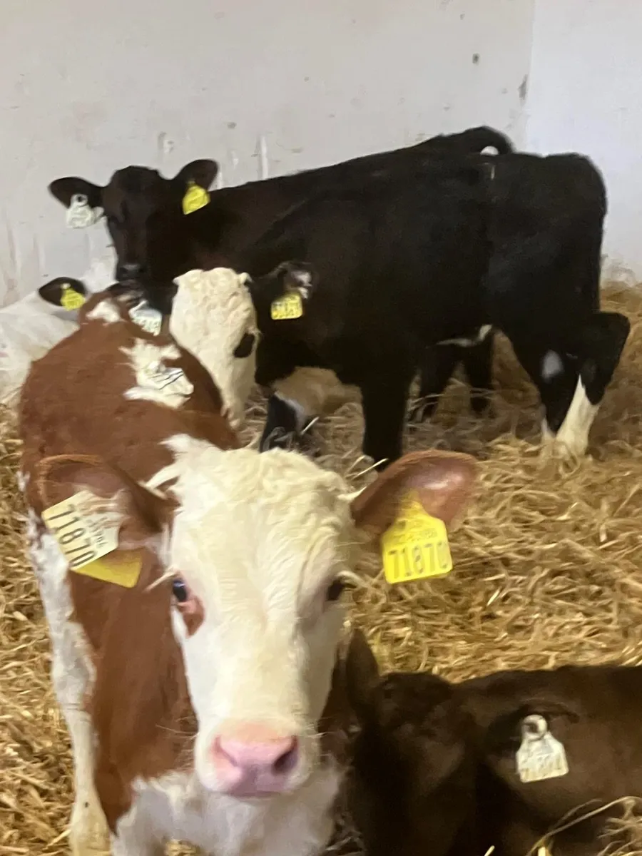 Top Quality Calves - Image 1