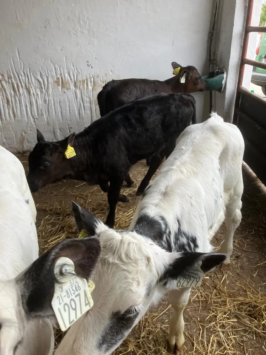 Top Quality Calves - Image 2