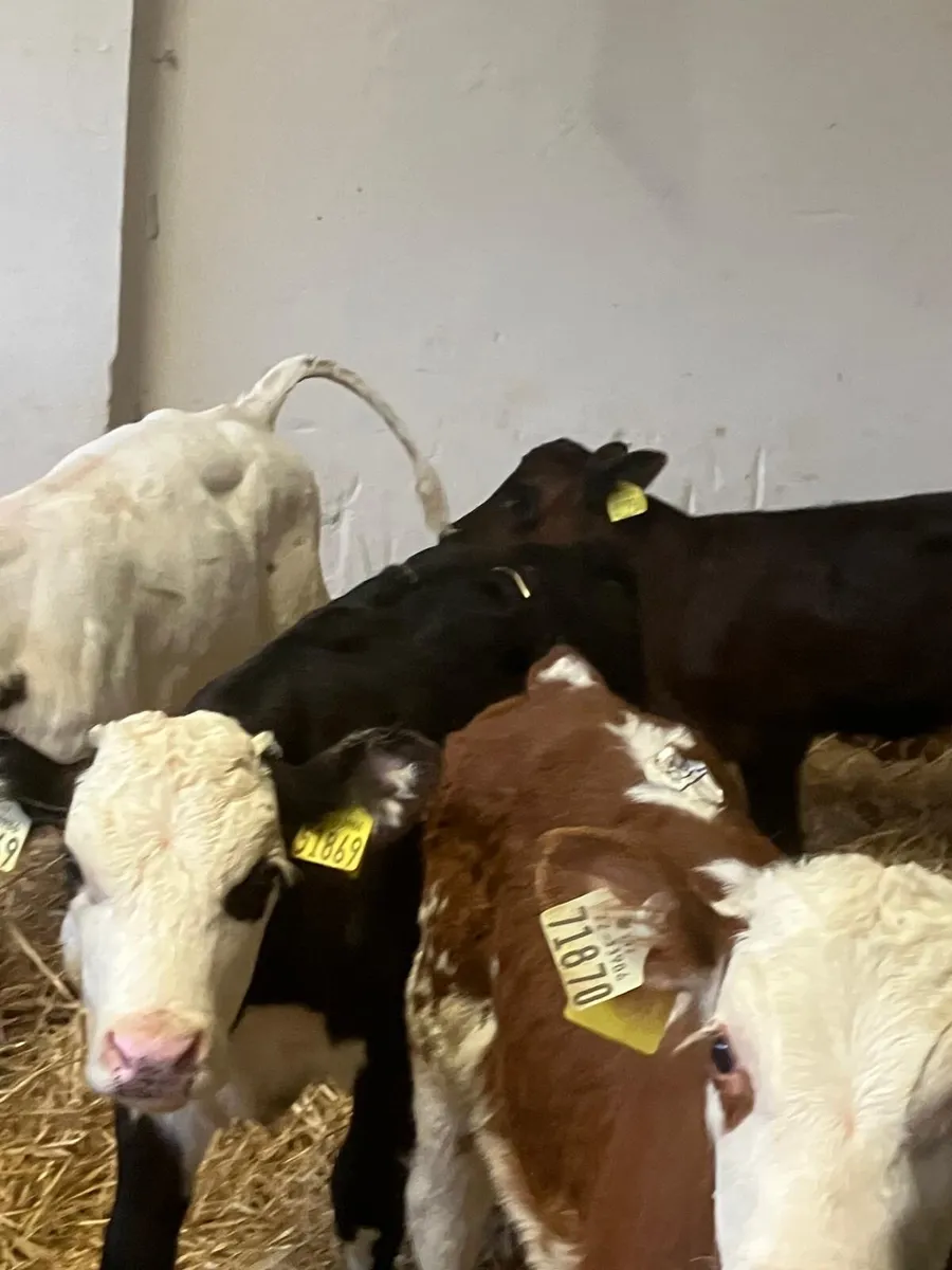 Top Quality Calves - Image 3