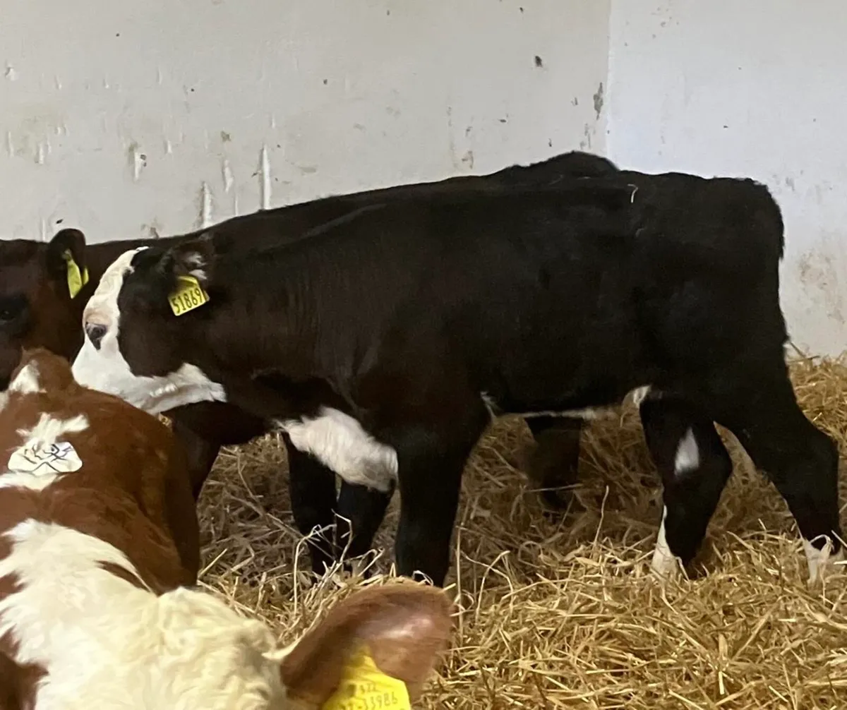 Top Quality Calves - Image 4
