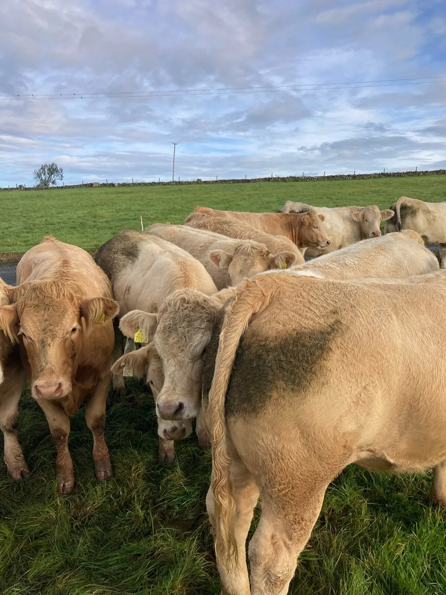 Cattle - Image 1