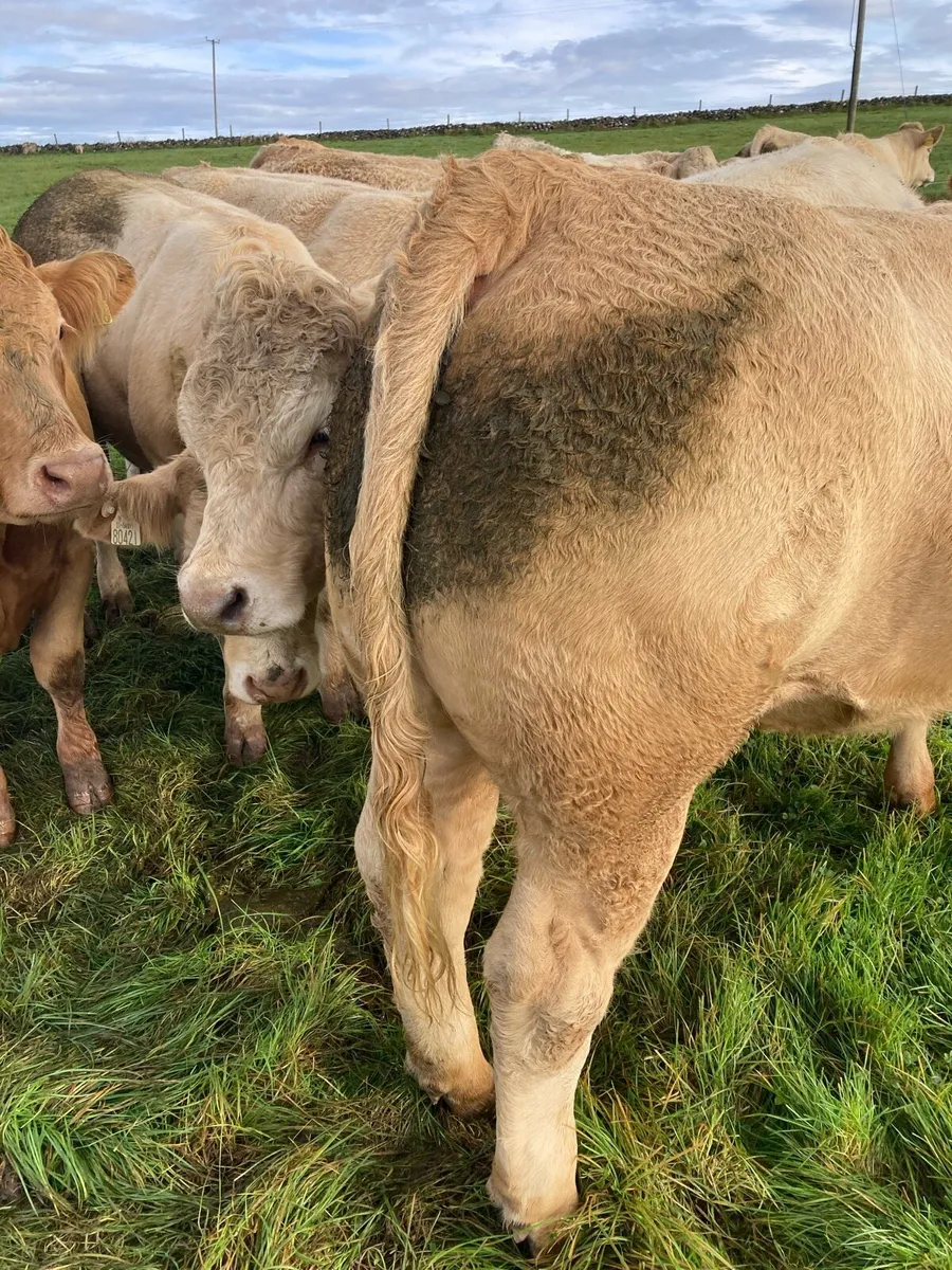 Cattle - Image 2