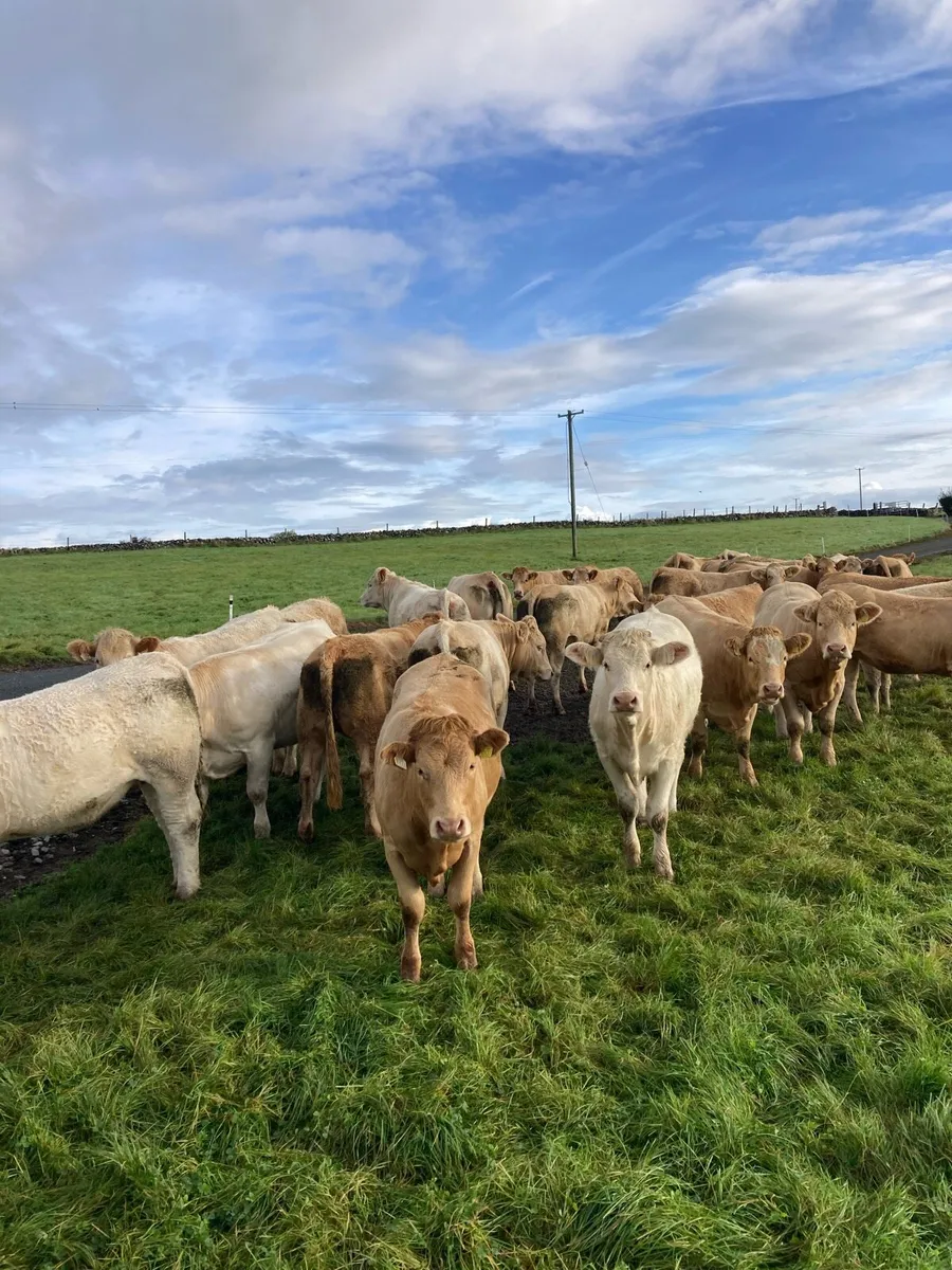 Cattle - Image 3