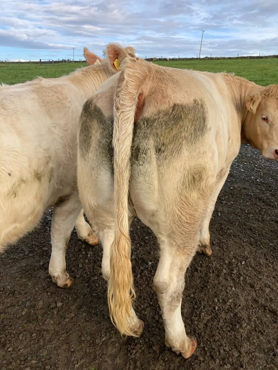 Cattle - Image 4