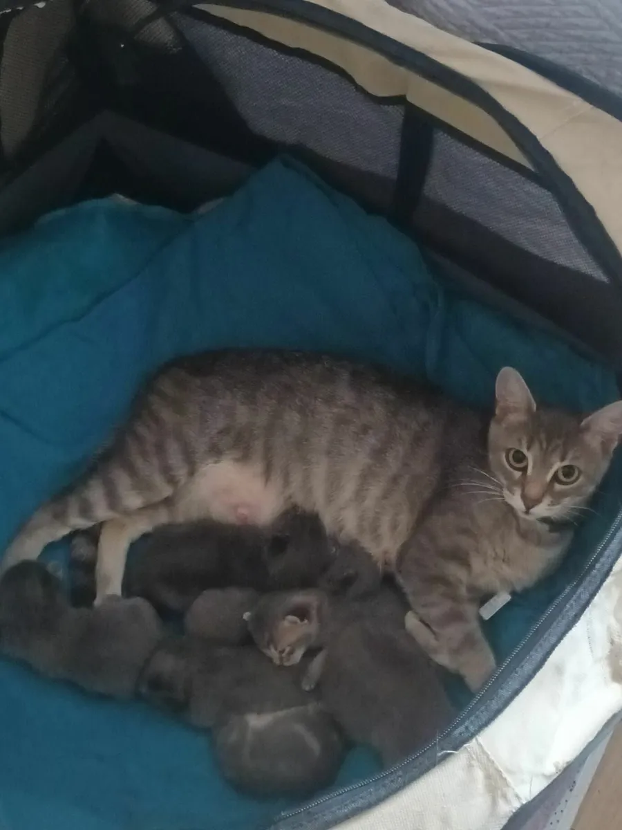 Kittens - Image 2