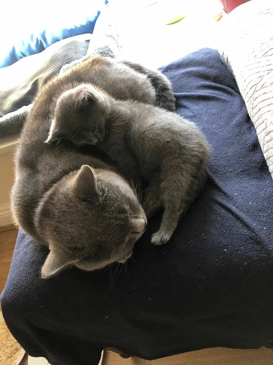 Kittens - Image 3