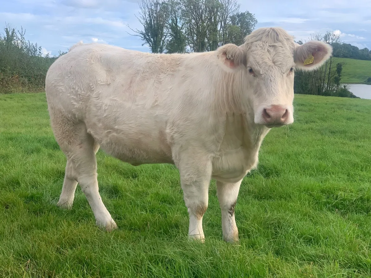 Heifers - Image 1