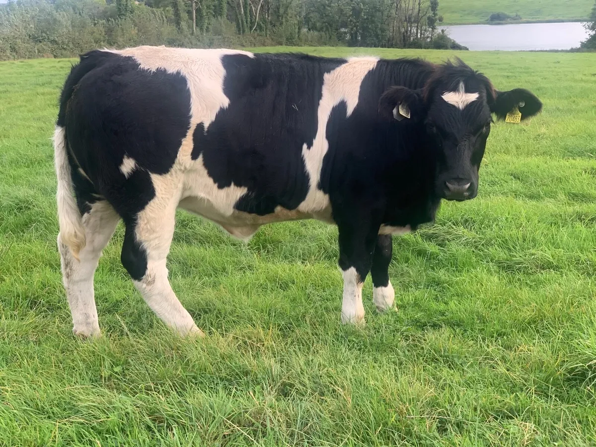 Heifers - Image 2