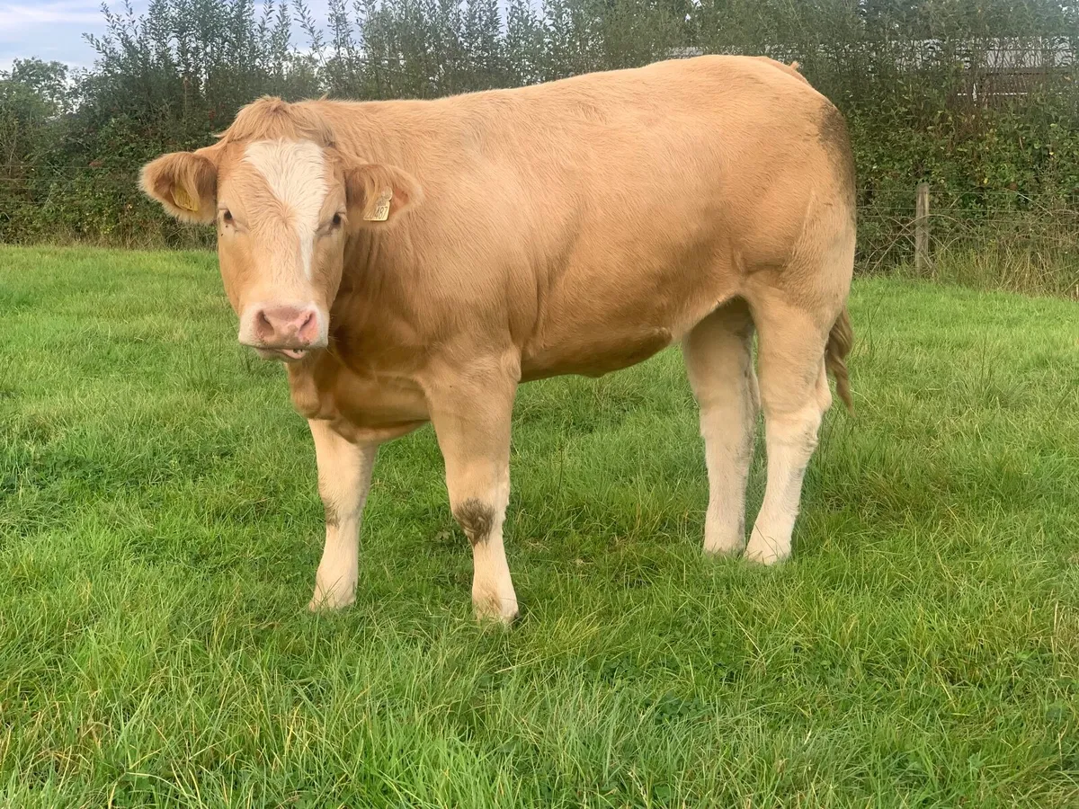 Heifers - Image 3