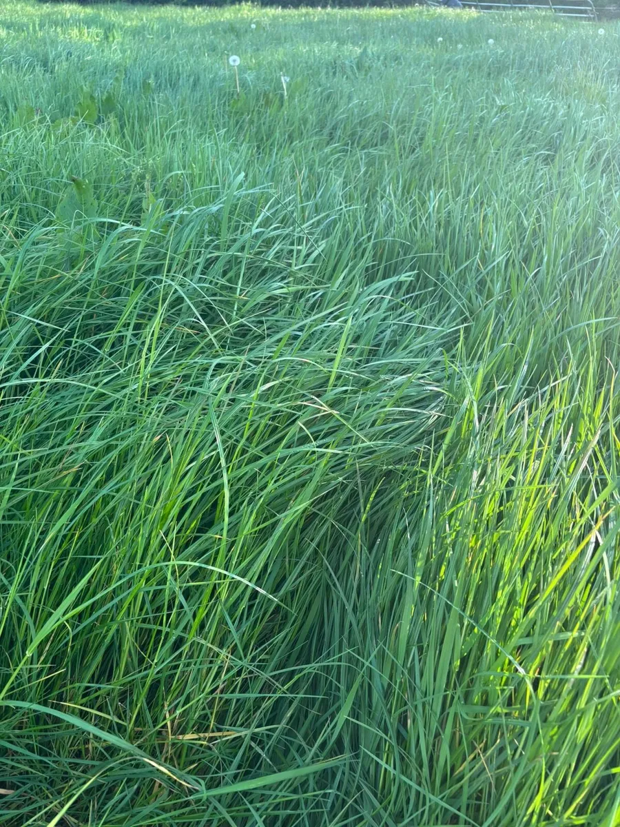 2nd cut grass silage - Image 1
