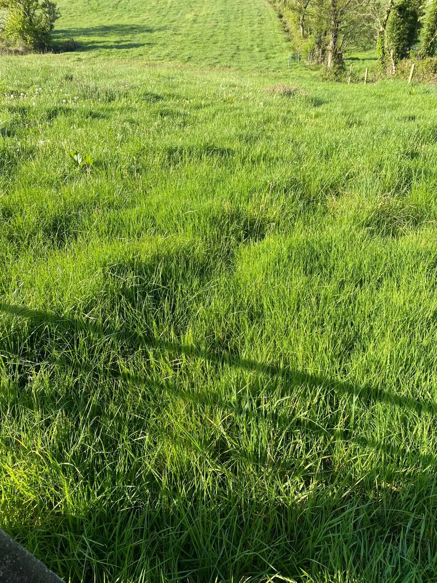 2nd cut grass silage - Image 2