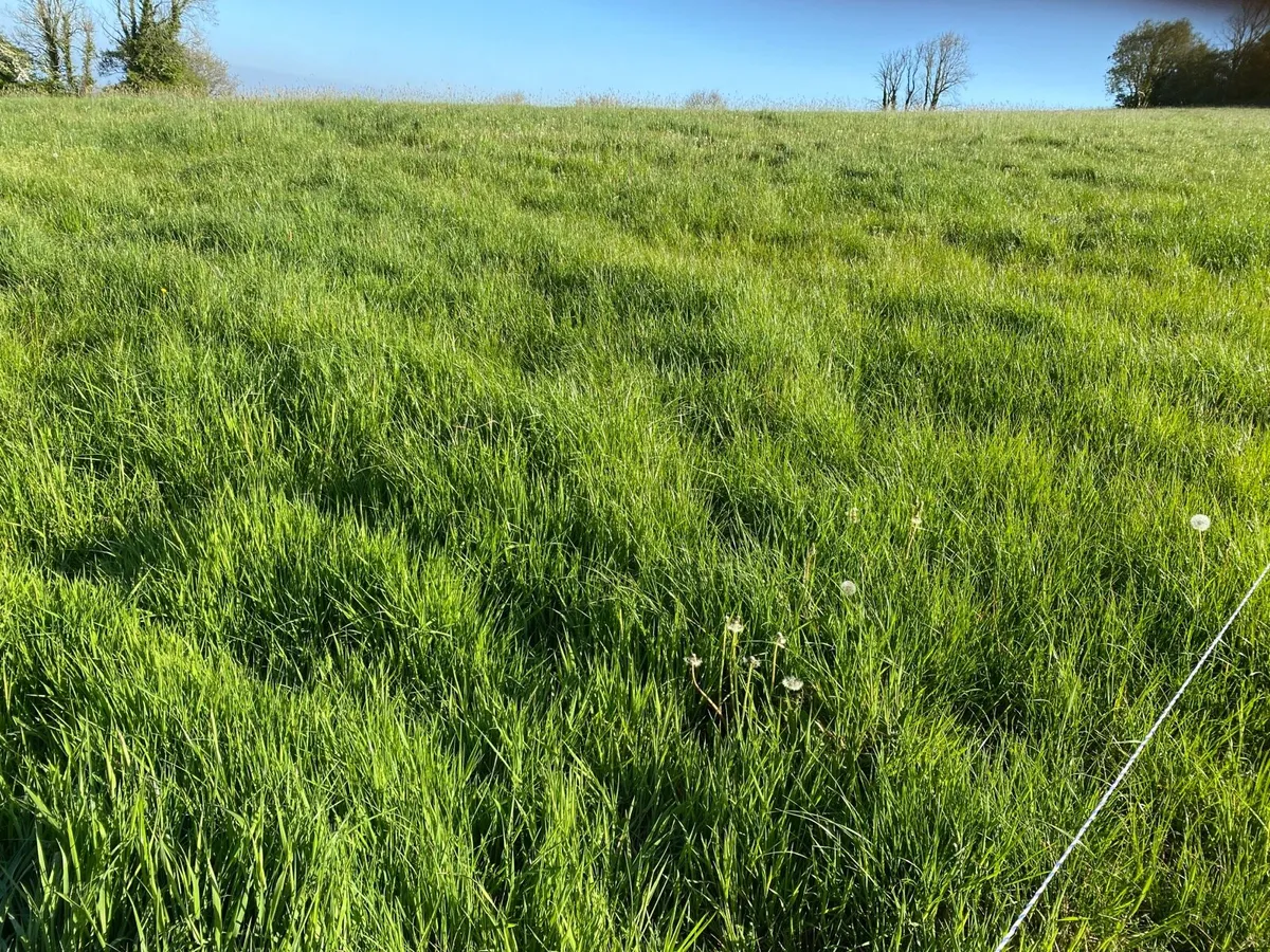 2nd cut grass silage - Image 3