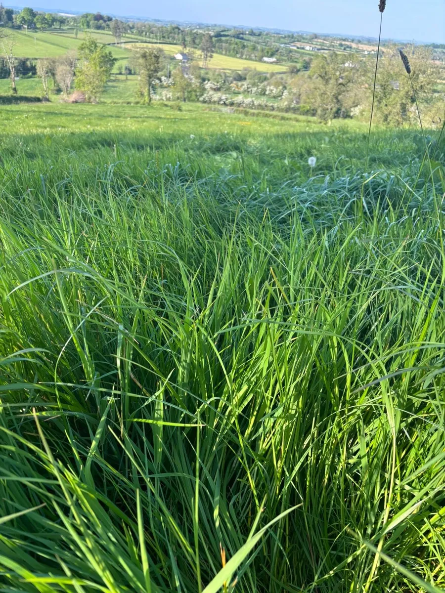 2nd cut grass silage - Image 4