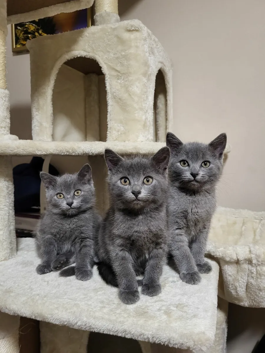 Kittens - Image 4