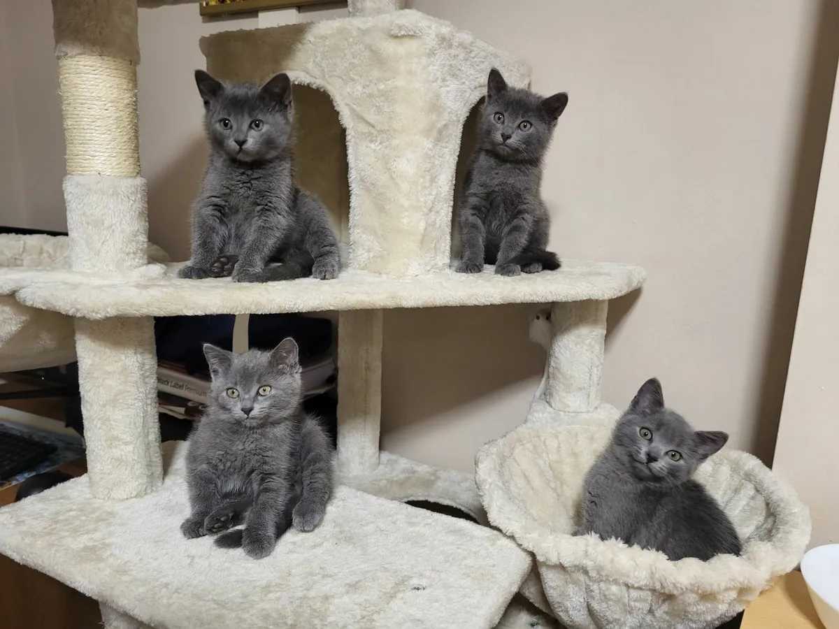 British Kittens - Image 3