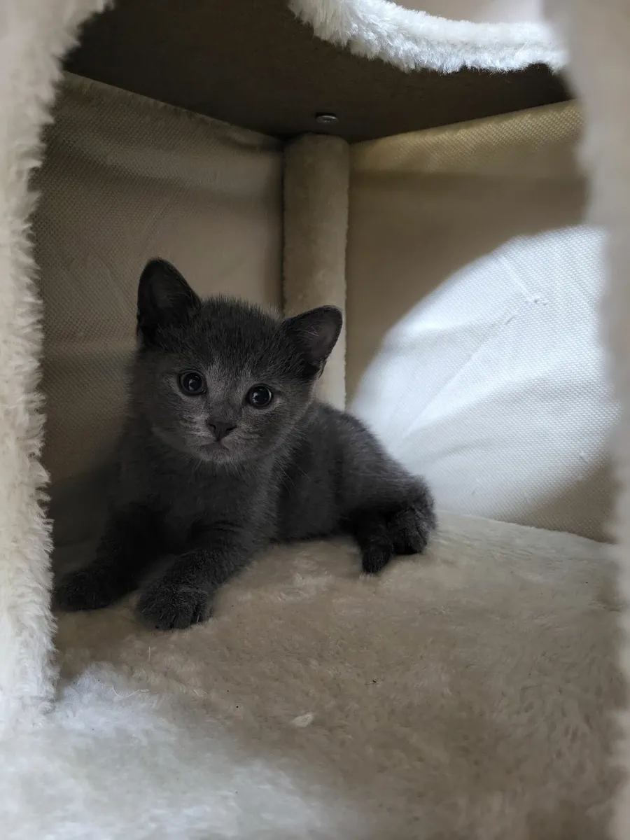 British Kittens - Image 1