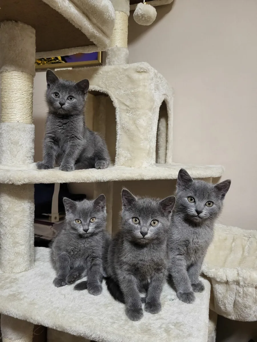 Kittens - Image 1
