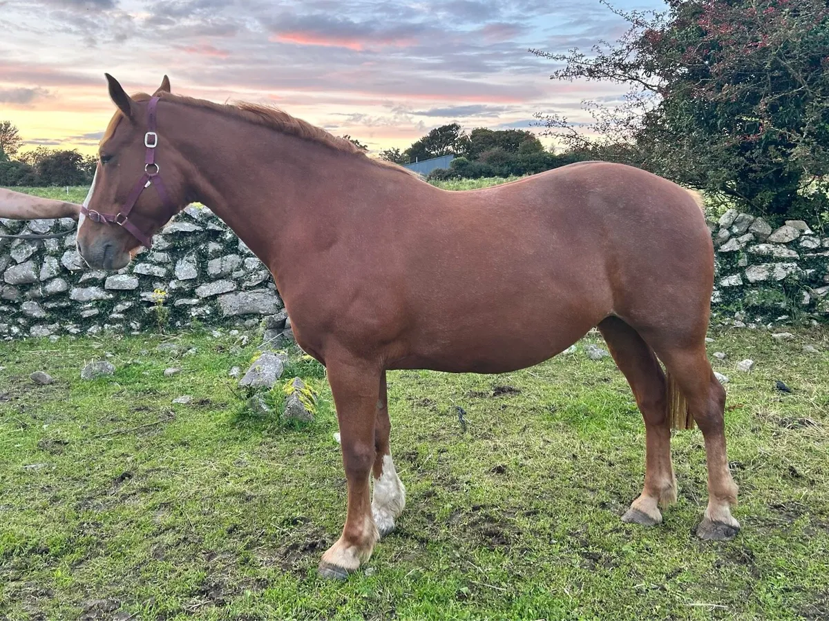 Class 1 Irish Draught Mare - Image 1