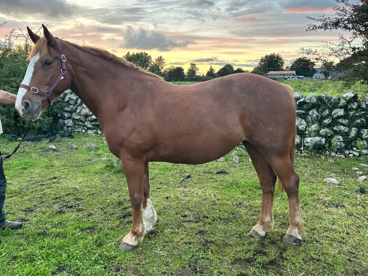 Class 1 Irish Draught Mare - Image 2