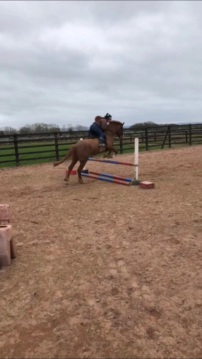 Class 1 Irish Draught Mare - Image 4