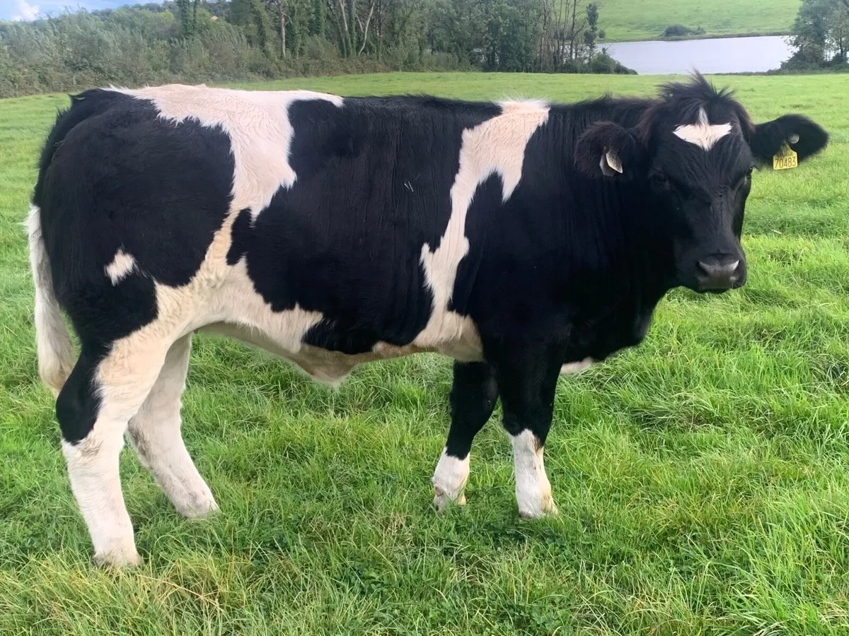 Heifers - Image 4