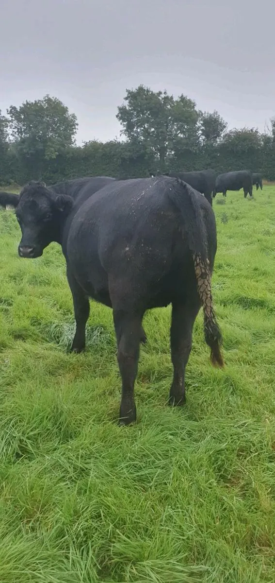 Angus Heifers - Image 1