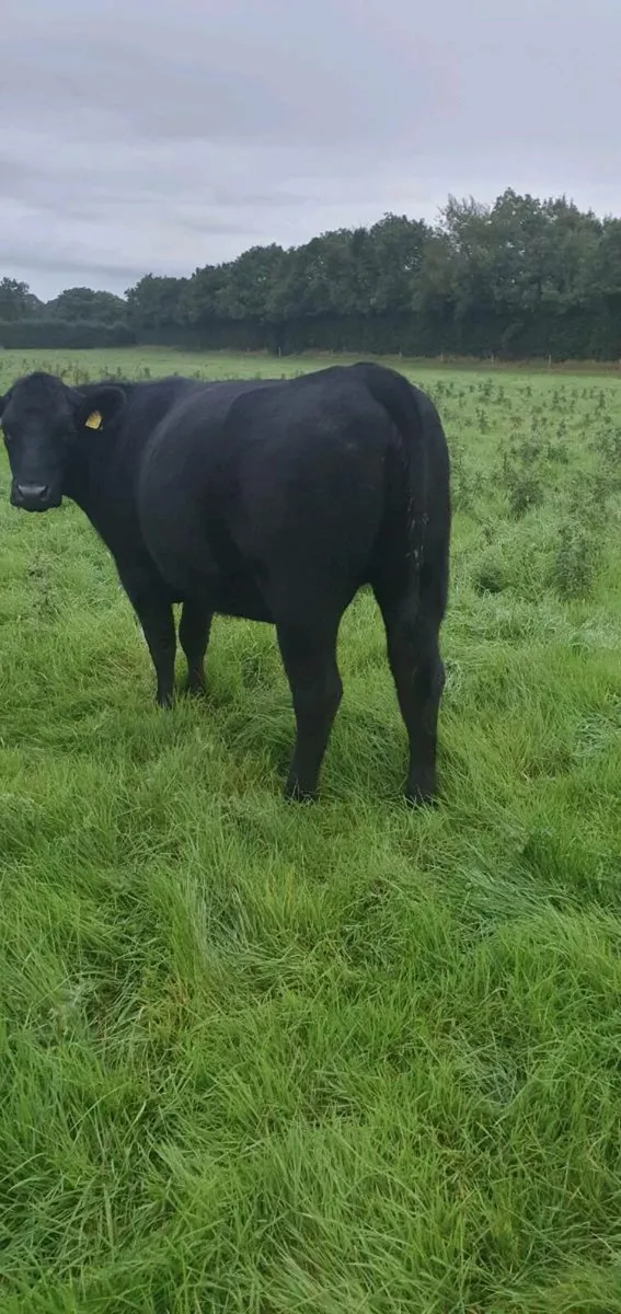 Angus Heifers - Image 3